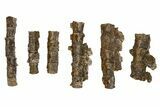 Fossil Mosasaur (Platecarpus) Vertebra String - South Dakota #322098-1